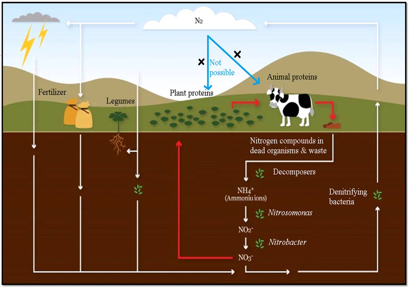 Description Nitrogen cycle Step 1